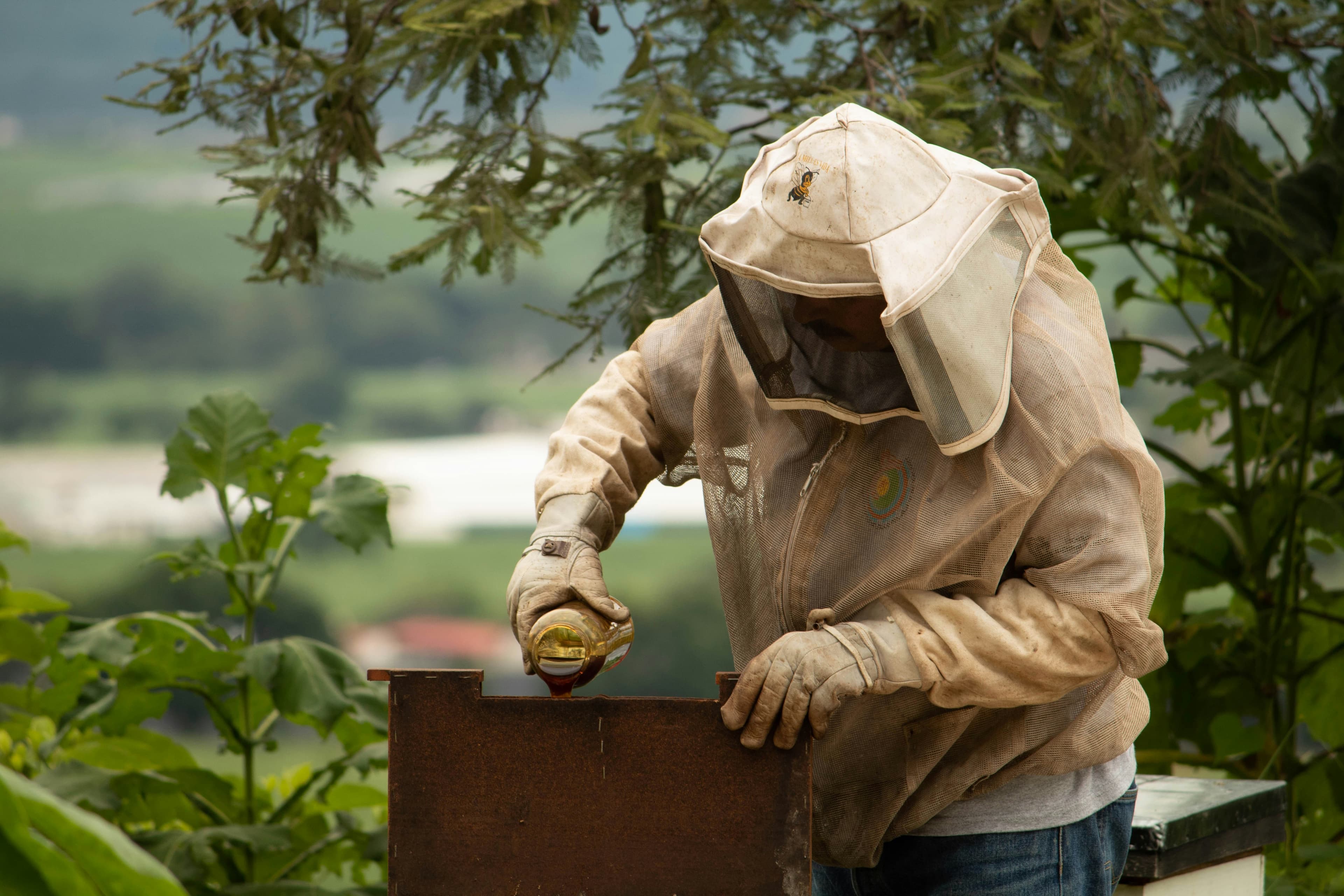 Bees Infestation