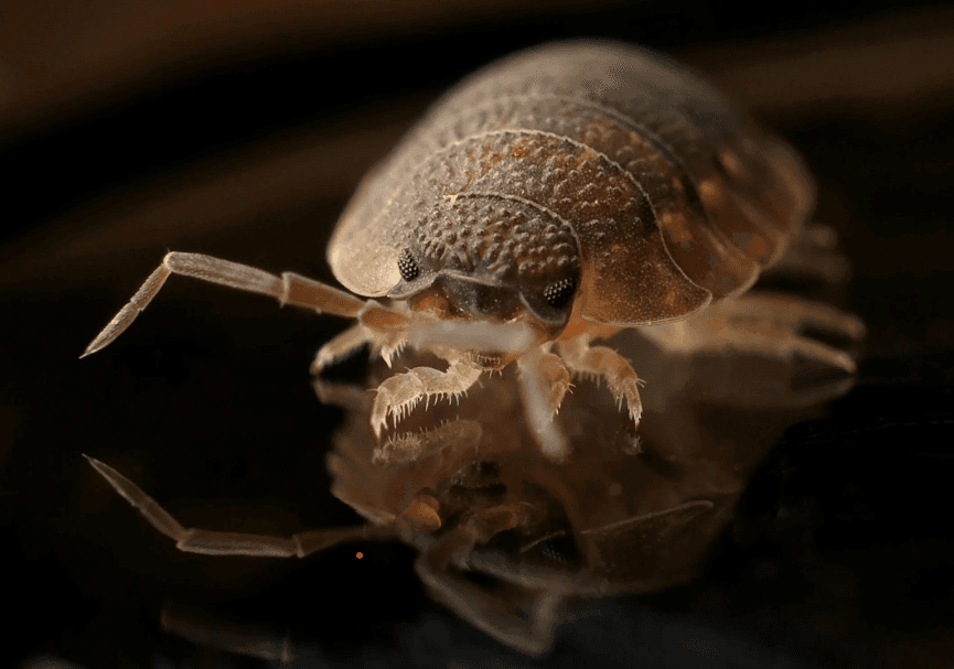 Bedbug Extermination