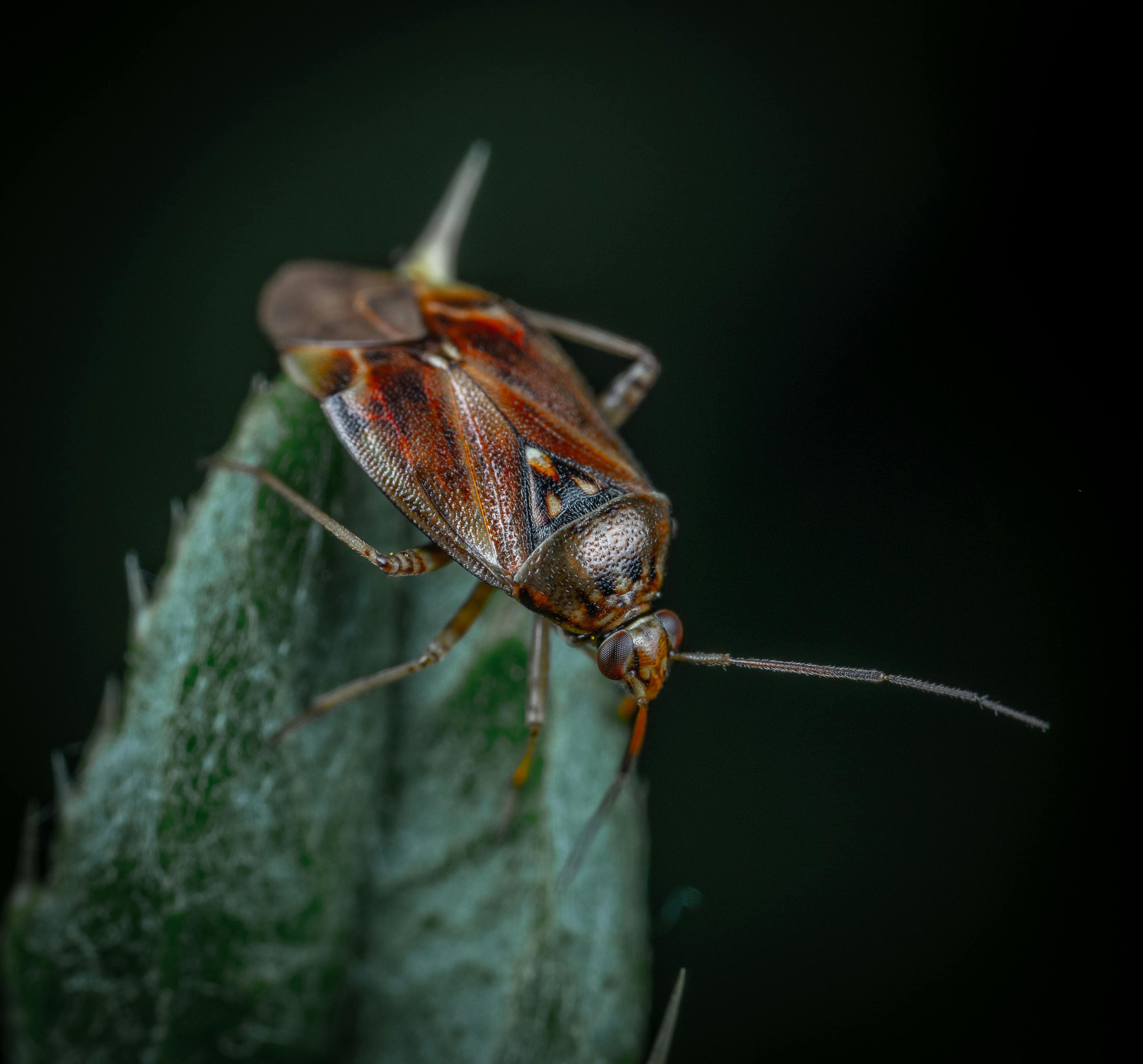 Cockroach Control