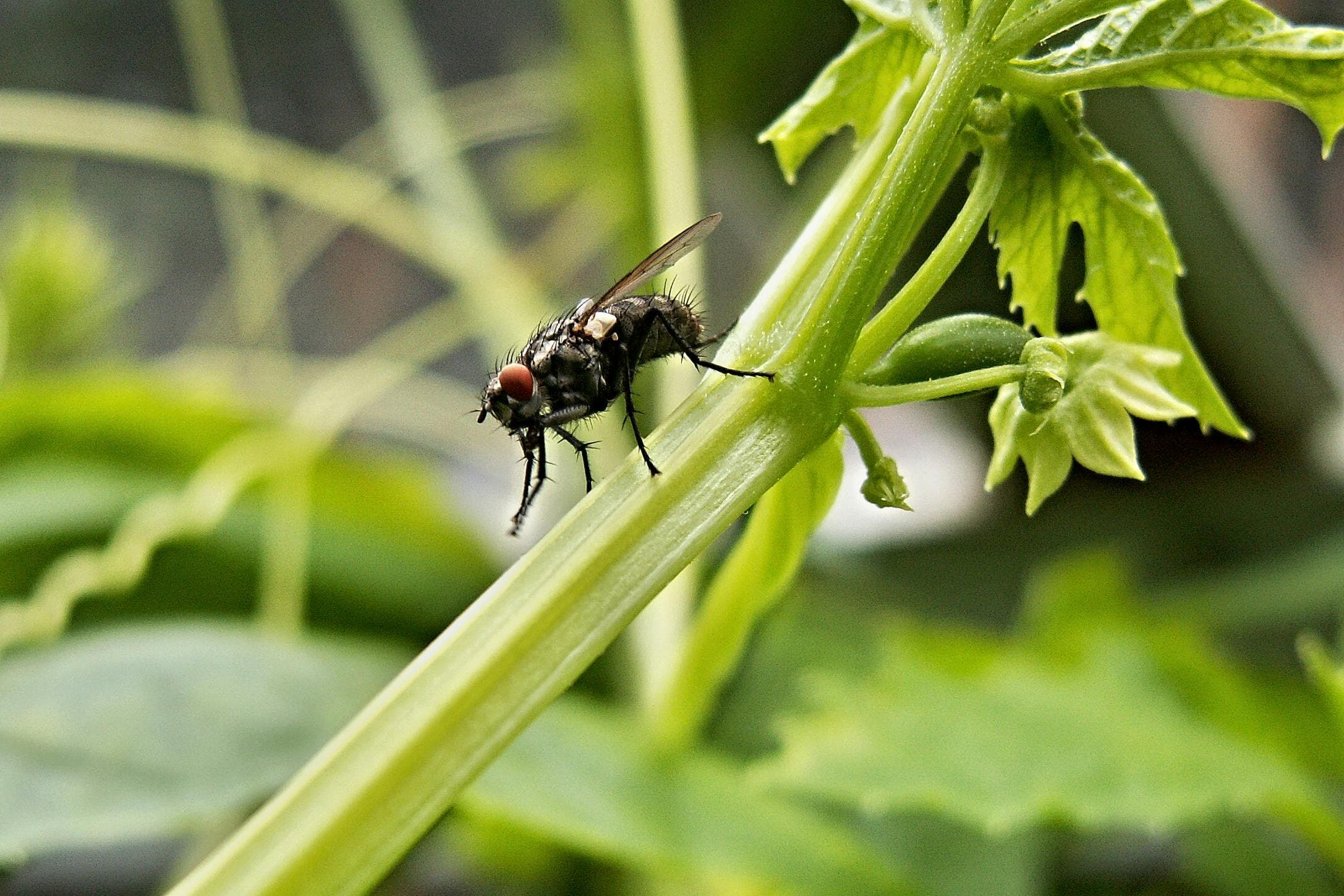 Housefly Control