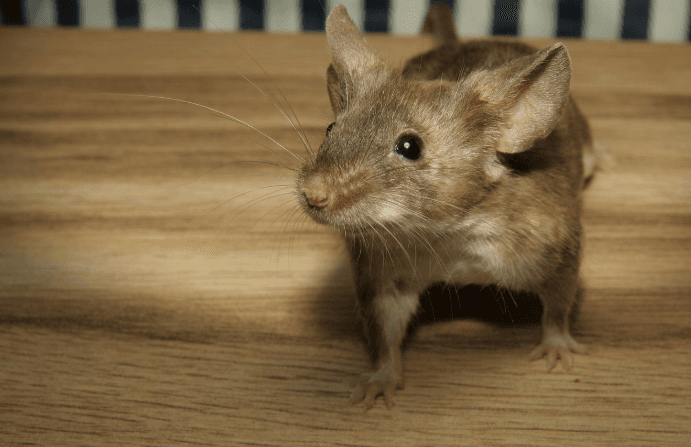 Mice and Rats