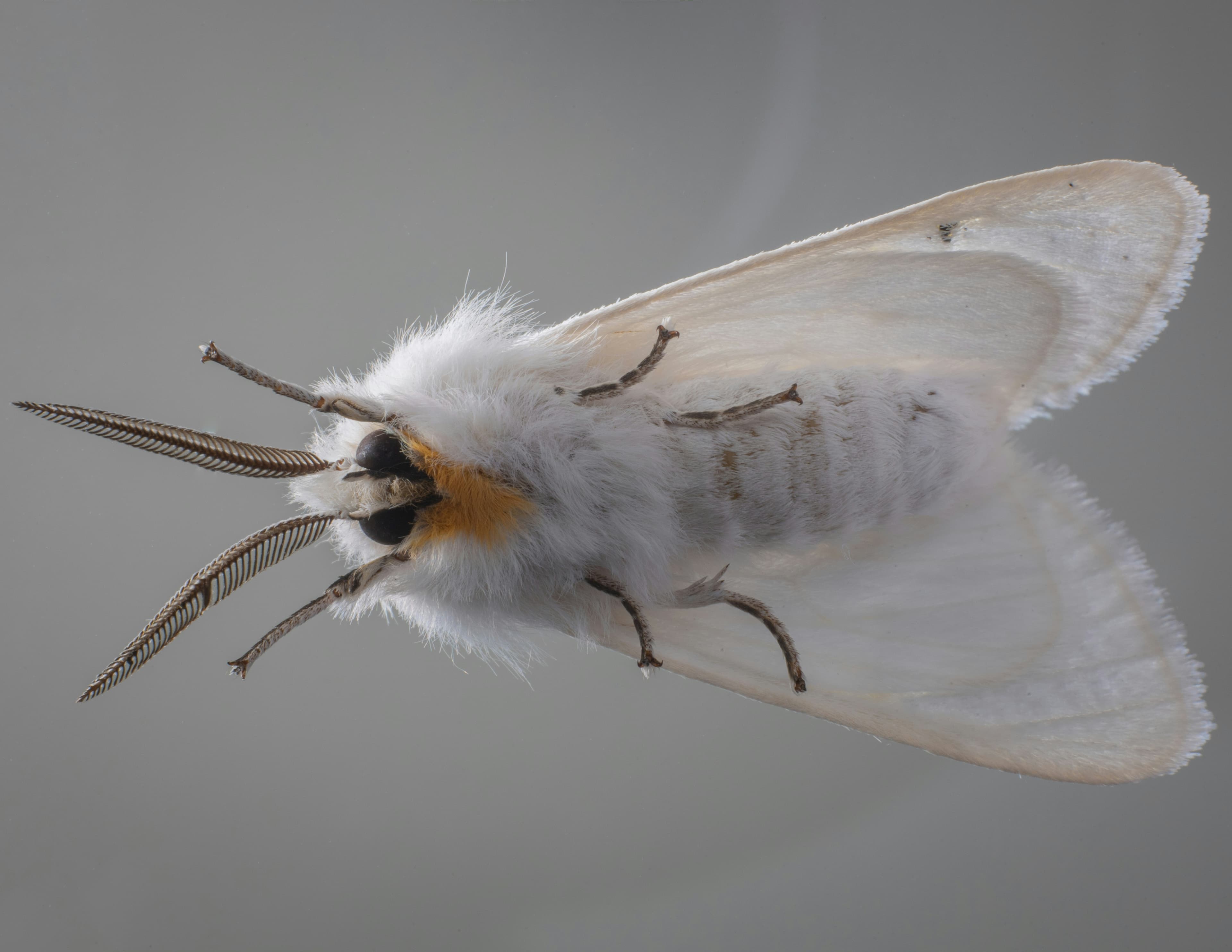 Moth Treatment