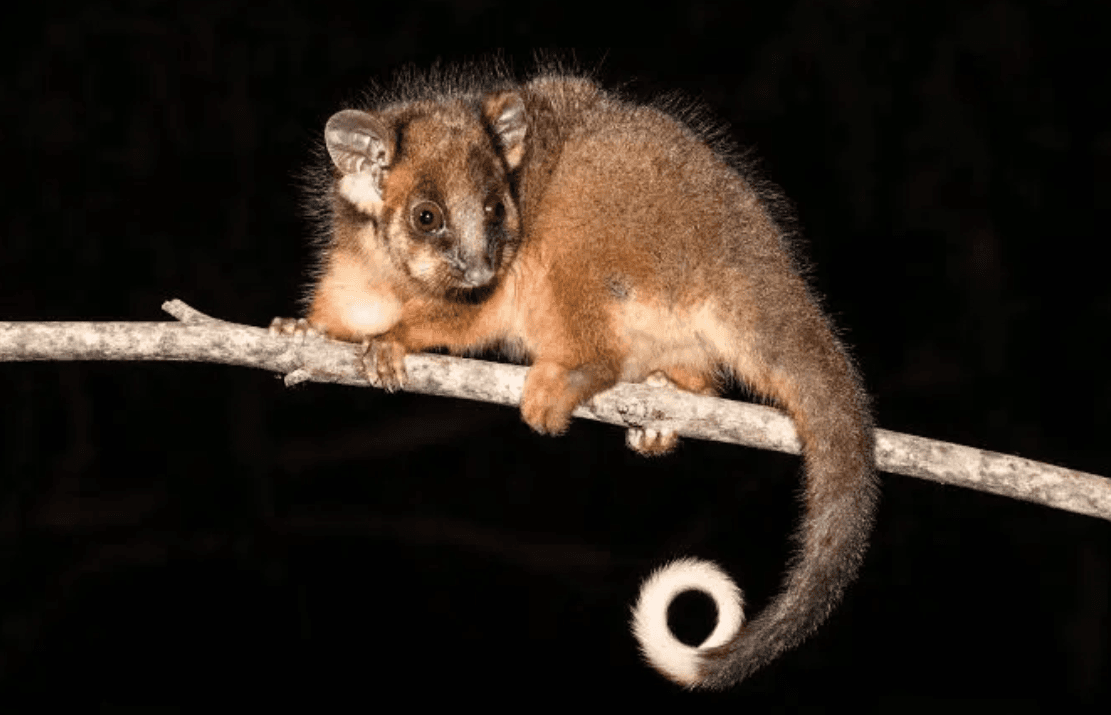 Possum Control and Removal