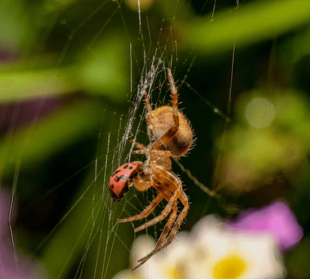 Spider Control