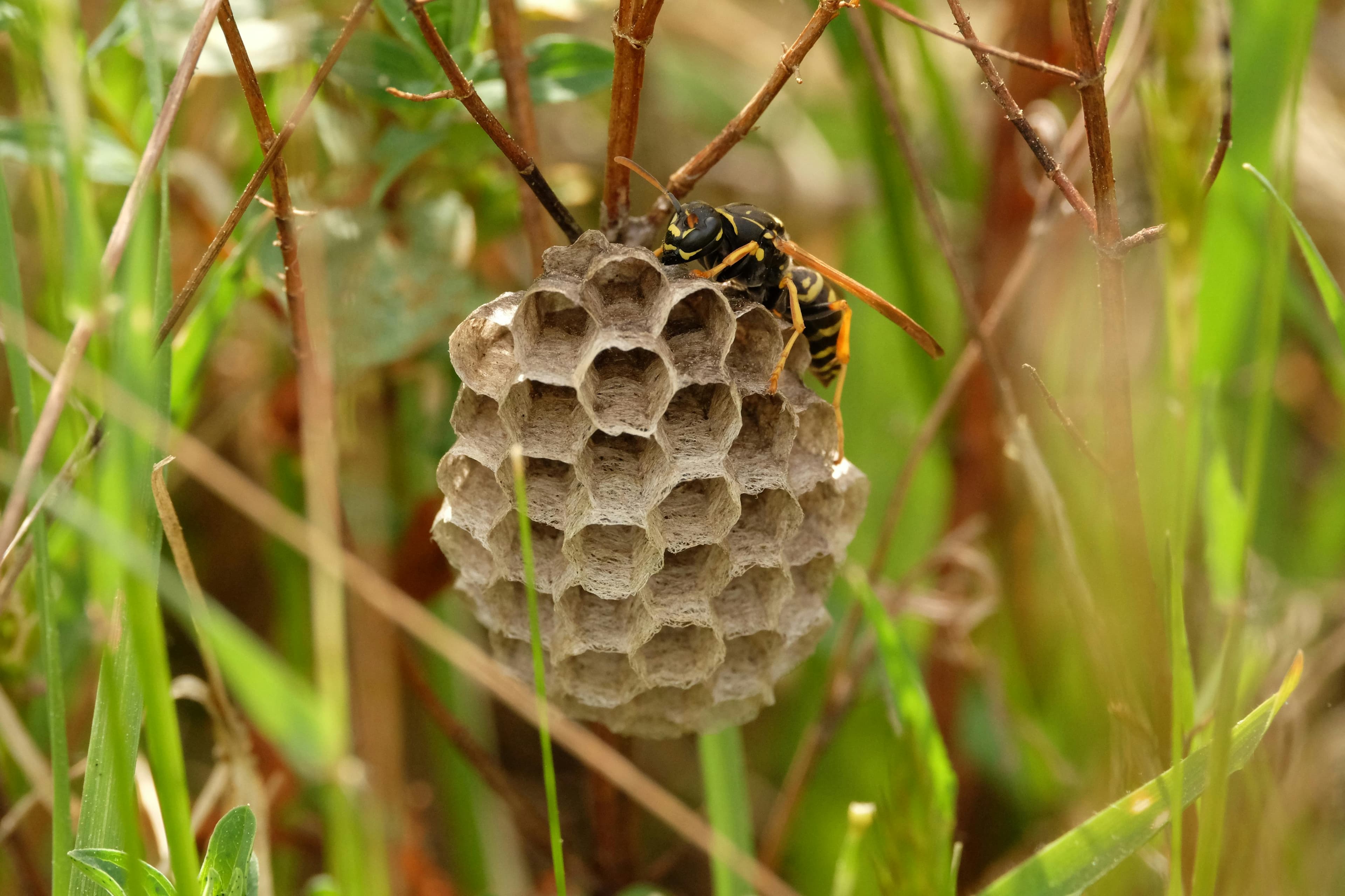 Wasp Control